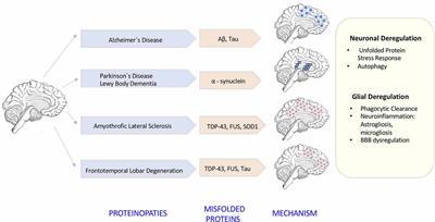 Glia Crosstalk in Neuroinflammatory Diseases